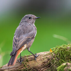 Wall Mural - Hausrotschwanz (Phoenicurus ochruros) Weibchen