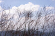 © yongyut - Tree branches in the changing seasons