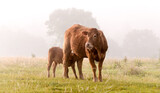 Fototapeta Tęcza - limousin cow with drinking calf on a foggy morning