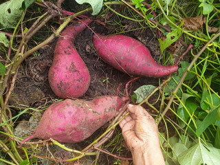 beetroot in the garden