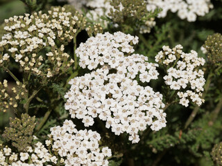 Poster - Achillea millefolium | Achillée millefeuille | Herbe aux charpentiers | Herbe aux coupures | Herbe aux militaires | Sourcil de Vénus