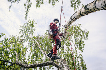 Poster - Arborist cuts branches on a tree with a chainsaw, walks on branches secured with safety ropes.