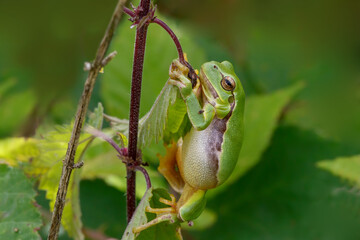 Wall Mural - European Tree Frog (Hyla arborea) sitting on a Bramble (Rubus sp.) bush in the forest in Noord Brabant in the Netherlands