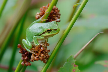 Wall Mural - European Tree Frog (Hyla arborea) sitting on a Bramble (Rubus sp.) bush in the forest in Noord Brabant in the Netherlands