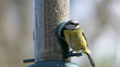 Blue Tit sitting on a bird table in UK
