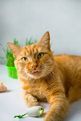 Ginger, red cat eat green grass. green juicy grass for cats, sprouted oats useful for cats. Veterinary medicine, veterinary medicine, treating pets.