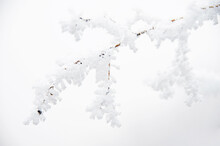 Winter, Branch Covered By Hoarfrost And Snow