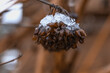 Owoc pęcherznicy kalinolistnej Physocarpus opulifolius ze śniegiem