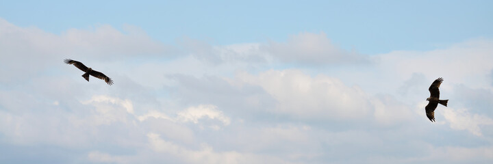 widescreen defocused sky background with flying falcons. selective focus