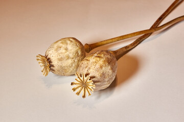 Two dried poppy heads on a light background