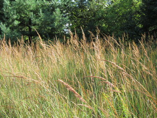 wild grass in the wind