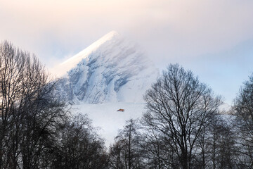 Wall Mural - wild red fox in the wild on snowy clearing in front of mountain