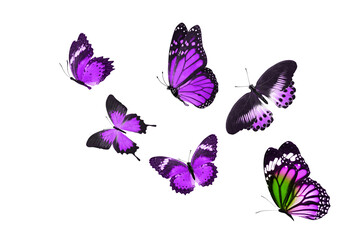 Aufkleber - flock of tropical  butterflies isolated on a white