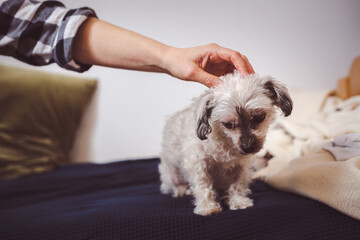 Female pet owner gently caress her little dog (Bolonka Zwetna) who is sitting on bed