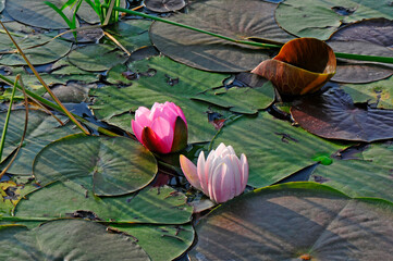 Poster - Pink lotus flower in the pond