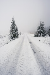 Path in the forest through snow and fog. White light, limited visibility