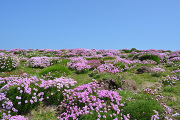 Beautiful scenery of Armeria maritima, the thrift, sea thrift or sea pink flowers in May, at Skomer Island , Wales, United Kingdom. Space for copy. 