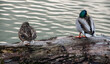 dwie dzikie kaczki nad brzegiem jeziora