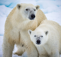 Wall Mural - Young polar bear cub leans into his mother for protection