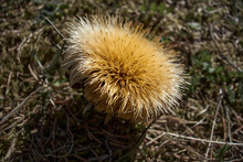 Withered Thistle Flower, On A Grassy Meadow In The Sunlight