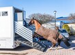 Horse vehicle . Carriage for horses . Auto trailer 