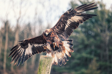 Fototapete - eagle in flight