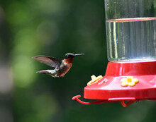 North Carolina Ruby Throated Hummingbird By Feeder