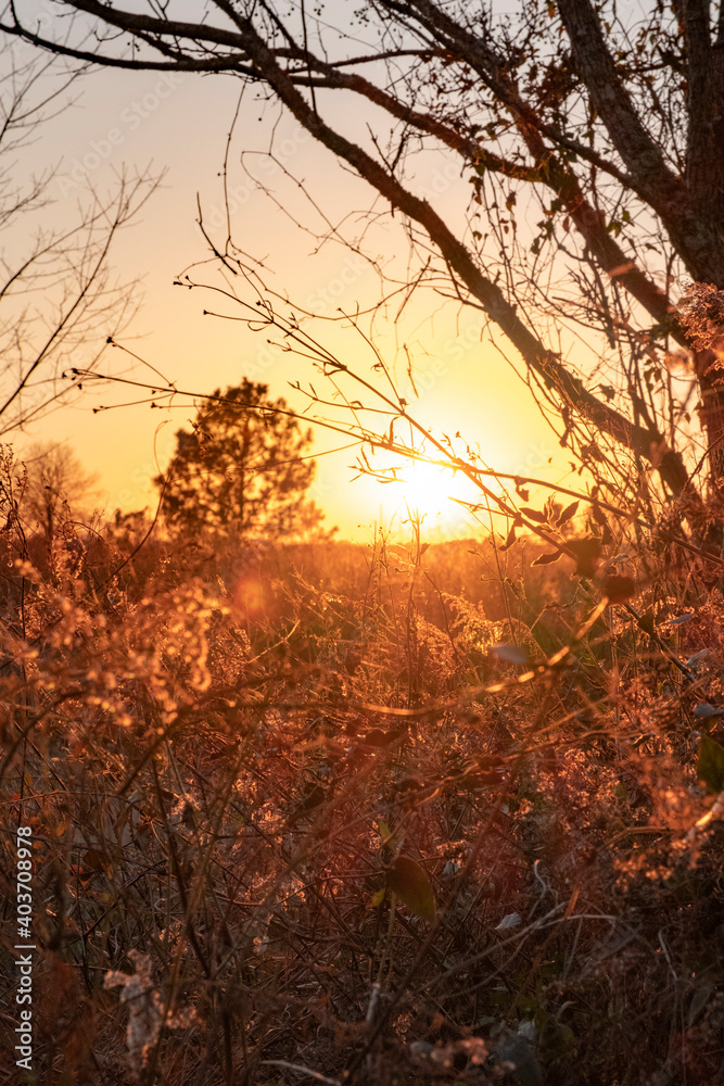 Fields Of Gold Sunset In Rural Countryside