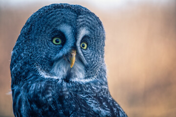 Fototapete - great grey owl