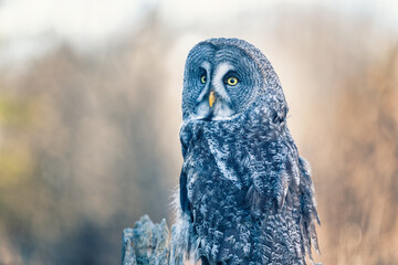 Fototapete - great grey owl