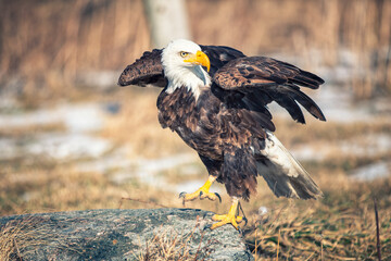 Fototapete - american bald eagle