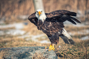 Fototapete - Bald Eagle