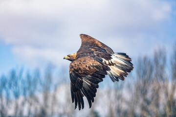 Fototapete - eagle in flight