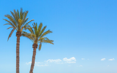 palm tree on blue sky background