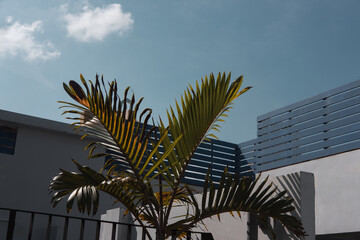 Wall Mural - Palm tree leaves against turquoise sky and white wall. Pastel colors, creative colorful minimalism. Copy space for text