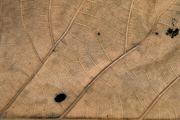 Wall Mural - Brown Teak leaf close up