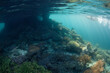 © ead72 - A snorkeler explores a shallow, healthy reef in Raja Ampat, Indonesia. This remote, tropical region is known as the heart of the Coral Triangle due to its spectacular marine biodiversity.