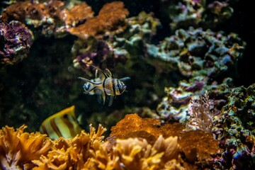 Wall Mural - striped fish in coral