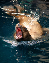 Sea Lion Barking