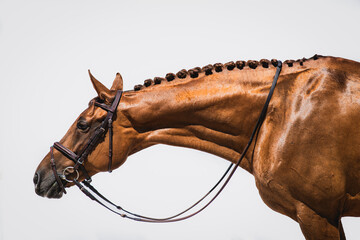 Chestnut horse portrait