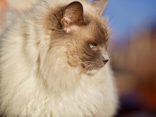 Long Haired Cat 