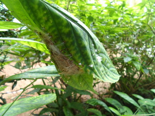 outside appearance of a bird nest