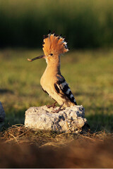 Sticker - The Eurasian hoopoe (Upupa epops) sitting in front of nest on the stone. Hoopoe with green background.