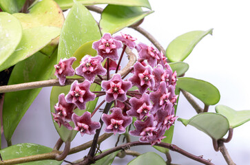 Wall Mural - Close up  red Hoya flower isolate on white background.