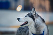 male husky portrait in sunset in the evening twilight
Beautiful portrait of black white light husky with blue eyes Dog walks at sunset on the court