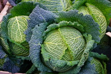 Savoy Green Cabbage Head At A Farmers Market In France