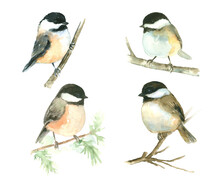 Watercolor Bird Chickadee Painting Set Of 4, Isolated White Background, Hand Painted