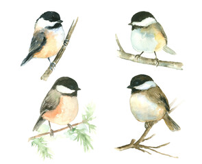 Watercolor bird Chickadee painting set of 4, isolated white background, hand painted