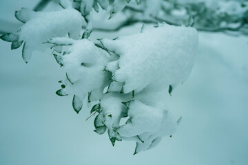 Canvas Print - Great snow day in Kanazawa, 2021.