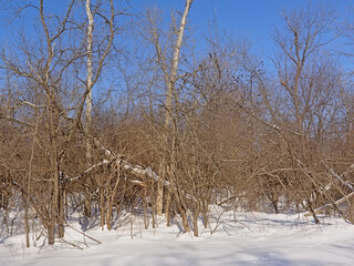 Wall Mural - Kitchissipi woods in the snow on a sunny day with clear blue sky in Ottawa, Canada 